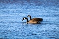 Geese waterfowl bird lake flock