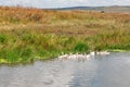 Geese waterfowl birds