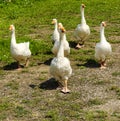 Geese went for a walk