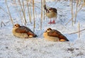 Geese in winter Royalty Free Stock Photo