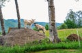 GEILO, NORWAY: Goats standing on the rock in the middle of green meadow in the city of Geilo, Norway