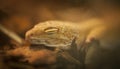 Gekon Royalty Free Stock Photo