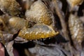 Gel filling of a reproduction body of a spiral wrack seaweed, Fucus spiralis