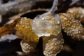 Gel filling of a reproduction body of a spiral wrack seaweed, Fucus spiralis