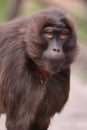 Gelada