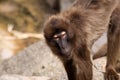 Gelada Baboon Royalty Free Stock Photo