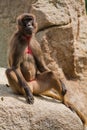 Gelada baboon