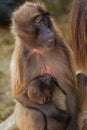 Gelada baboon