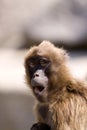 Gelada Baboon Royalty Free Stock Photo