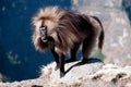 Gelada Baboon