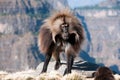 Gelada Baboon