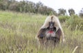Gelada baboon eating grass in Simien mountains, Ethiopia