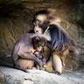 Gelada baboon family 1