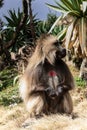 A gelada baboon monkey in the simien mountains - ethiopia