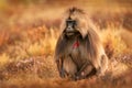 Gelada Baboon with open mouth with teeth. Simien mountains NP, gelada monkey, detail portrait, from Ethiopia. Cute animal from