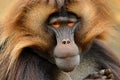 Gelada Baboon with open muzzle with tooths. Portrait of monkey from African mountain. Simien mountain with gelada monkey. Big monk Royalty Free Stock Photo