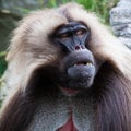 Gelada Baboon portrait