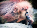 Gelada baboon calling out. Royalty Free Stock Photo