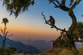 A Gelada Baboon on a tree watching the sunset in the Simian Mountains in Ethiopa Royalty Free Stock Photo
