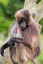 Gelada Baboon Sitting On Tree