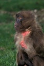 Gelada Baboon, theropithecus gelada, Female