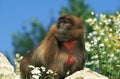 Gelada Baboon, theropithecus gelada, Female with Flowers