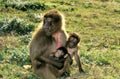 Gelada Baboon, theropithecus gelada, Female sitting on Grass with Baby and Young