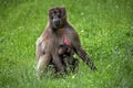 Gelada Baboon, theropithecus gelada, Female with Young sitting on Grass