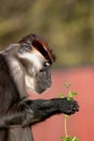 Gelada Baboon (Theropithecus gelada)