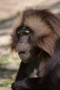 Gelada baboon Theropithecus gelada