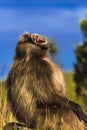 Gelada, Simien Mountains Royalty Free Stock Photo