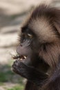 Gelada baboon Theropithecus gelada eating the stag beetle Royalty Free Stock Photo