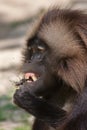 Gelada baboon Theropithecus gelada eating the stag beetle