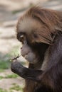 Gelada baboon Theropithecus gelada eating the stag beetle