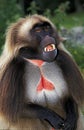GELADA BABOON theropithecus gelada, PORTRAIT OF MALE WITH OPEN MOUTH