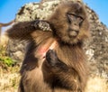 Gelada Baboon - Theropithecus Gelada. Simien Mountains in Ethiopia Royalty Free Stock Photo