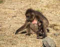 Gelada Baboon - Theropithecus Gelada. Simien Mountains in Ethiopia Royalty Free Stock Photo