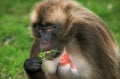 GELADA BABOON theropithecus gelada, MALE EATING GRASS