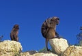 Gelada Baboon, theropithecus gelada, Male and Female standing on Rocks