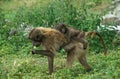 GELADA BABOON theropithecus gelada, MOTHER CARRYING YOUNG ON ITS BACK Royalty Free Stock Photo