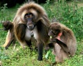 Gelada Baboon, theropithecus gelada, Pair