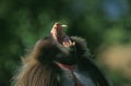 Gelada Baboon, theropithecus gelada, Portrait of Male Calling, with Open Mouth