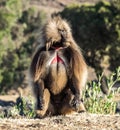 Gelada Baboon - Theropithecus Gelada. Simien Mountains in Ethiopia Royalty Free Stock Photo