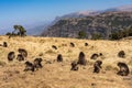 Gelada Baboon - Theropithecus Gelada. Simien Mountains National Park in Ethiopia Royalty Free Stock Photo