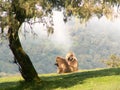 Gelada baboons