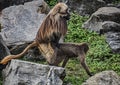 Gelada baboons coupling 3