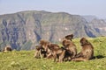 Gelada baboons in Simien mountains