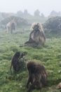 Gelada baboons, simien national park, Ethiopia Royalty Free Stock Photo