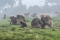 Gelada baboons, simien national park, Ethiopia Royalty Free Stock Photo