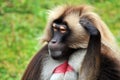 Gelada Baboons (Theropithecus gelada) - portrait Royalty Free Stock Photo